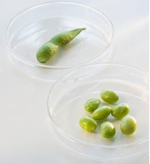 玻璃 培养皿(显微镜生物实验用) 细胞培养皿细菌培养皿 120mm