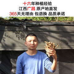 江西广昌茶树菇干货 特级农家自产野生茶树菇250g包邮不开伞剪根