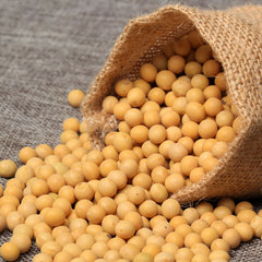 豆浆专用/非转基因/农家 农户自种小黄豆/可发豆芽250g
