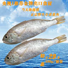 湛江海鲜特产当天捕捞小黄花鱼新鲜小黄鱼生鲜鱼鲜活冷冻水产500g