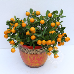 0.4~0.5米小型金桔树 观果植物年宵花卉 金橘树盆栽带果