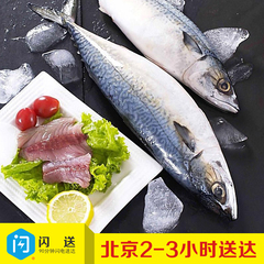 北京闪送东海冰鲜纯天然大个鲅鱼马交鱼深海捕捞每条五斤左右