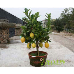 高60~70cm柠檬树盆栽 带果观果植物年宵花卉芳香安神上海送货上门