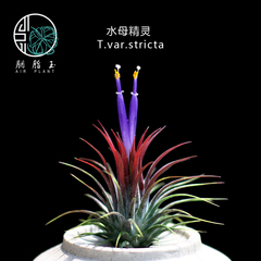 胭脂玉 空气凤梨 水母精灵 T.var.stricta (多国小精灵) 无土植物