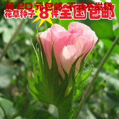 观花系列彩包花卉种子 观赏棉花种子 花籽花卉种子 植物种子约6粒