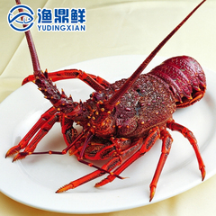 【渔鼎鲜】野生鲜活澳洲大龙虾550/斤 规格1.5-4斤澳龙可刺身