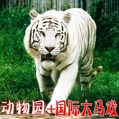 广州长隆野生动物园 长隆国际大马戏剧院套票平日节假日成人门票
