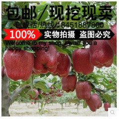 果树苗盆栽地栽苹果树苗红心红富士苹果南方北方种植嫁接苹果树苗