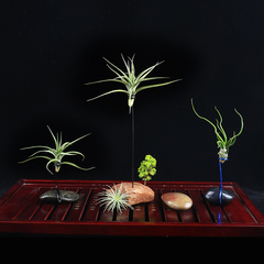DIY懒人无土植物空气凤梨多肉植物室内桌面盆栽绿植小型盆景花卉