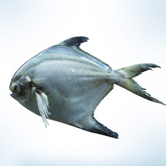 白鲳鱼 东海鲳鱼 平鱼 纯野生新鲜冷冻鲳鱼400—500g/只