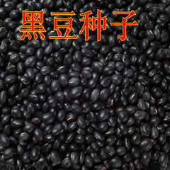 黑豆 黑豆种子