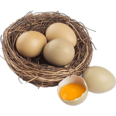 七彩山鸡野鸡蛋20枚农家散养新鲜土鸡蛋 散养蛋 破损包赔