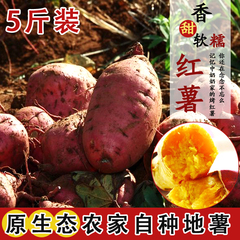 原生态农家自种红心白心红薯地瓜番薯香薯现挖甜山芋甘薯5斤装
