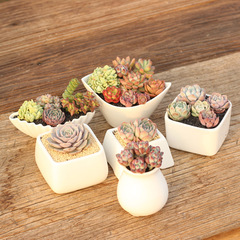 简洁风 多肉植物花盆 组合 白色陶瓷 基本款 大中小正方系列