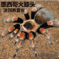 墨西哥火膝头 8-10cm 比红膝头更艳的捕鸟蛛 宠物蜘蛛活体送8套