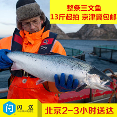 挪威进口冷冻新鲜三文鱼整条三文鱼刺身生鱼片13斤起拍