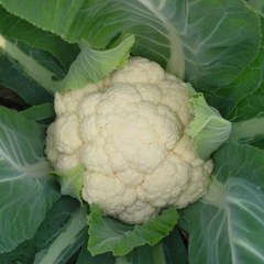农家自种有机新鲜花菜花 椰菜  蔬菜菜花 白花菜 露天种植