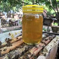 固始生态土蜂蜜纯天然农家自产 枣花蜜深山油菜洋槐新鲜百花蜂蜜