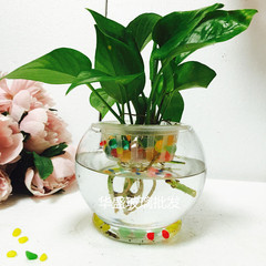 清仓大小号水培简约透明玻璃花瓶绿萝创意欧式鱼缸家居饰品花盆