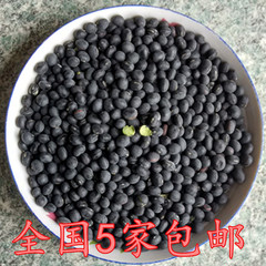 绿芯黑豆农家自产有机黑豆粗粮500g 大粒绿心黑豆满包邮