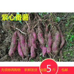 四川农家自种紫芋头小香薯红薯新鲜小番薯紫心 紫薯地瓜包邮5斤装