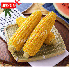 速冷冻玉米棒段东北特产香甜粘糯香新鲜有机玉米40根14-16cm促销