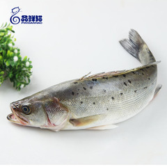 品鲜猫 大连海鲈鱼600-800g新鲜花鲈鱼 海鲜水产未清理内脏