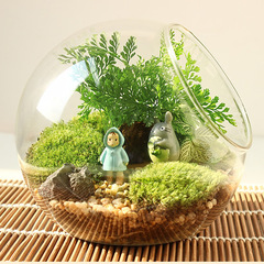 多肉植物玻璃花瓶 斜口玻璃圆球 微景观生态玻璃瓶 苔藓DIY玻璃瓶