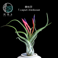 胭脂玉 空气凤梨 美杜莎 女王头 T.caput-medusae 无土植物