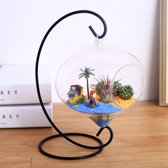 空气凤梨 福果精灵 悬挂铁艺创意搭配 玻璃花瓶 迷你植物懒人植物