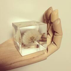 日本直邮 正品sola cube 植物标本创意客厅摆件 工艺品 家居饰品