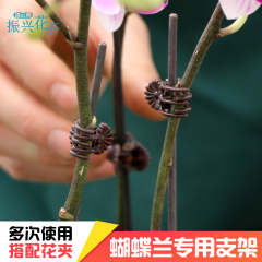 【铁丝夹子】蝴蝶兰鲜花盆栽专用园艺工具支撑铁丝夹子套装