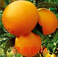 江西赣南脐橙 新鲜水果橙子 果园现摘现 10斤大果包邮