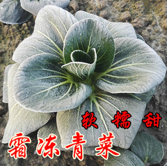 农家自种新鲜蔬菜 苏州青 露天霜冻有机大青菜 微微甜 5斤包邮