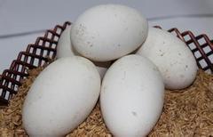 新鲜鹅蛋去胎毒更好 生的农家散养土鹅蛋 12枚大鹅蛋包顺丰 特价