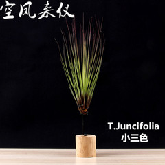空气凤梨 无土植物 小三色T.juncifolia 空凤来仪