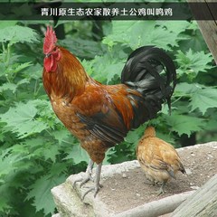 青川农村散养土鸡2年以上自养原生态老公鸡柴鸡新鲜现杀顺风包邮