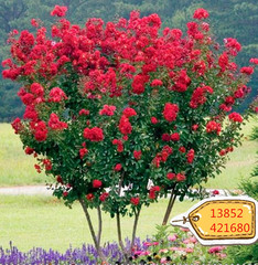 四季庭院耐冻绿化树苗 紫薇又名百日红 进口红火箭 花期长达100天