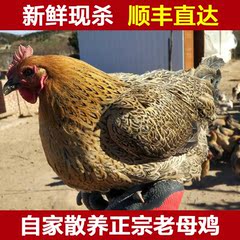 北京密云 土鸡 农家散养 生态老母鸡 孕妇孩子补品 400天老母鸡