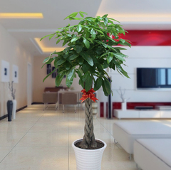 室内花卉 盆景植物 发财树盆栽 客厅创意花草 大型绿植 净化空气