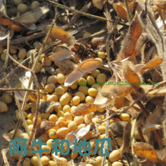 农家自种黄豆 可发芽 打豆浆的黄大豆 炖炒都可以农村无污染340g
