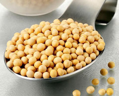 农家自种黄豆 阿升家有机大豆 绝非转基因500克 专用打豆浆