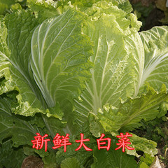 自家种 有机大白菜 新鲜 绿色蔬菜 时令 无公害蔬菜 黄芽菜 白菜