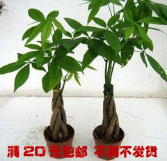 迷你观叶植物，三辫造型迷你发财树 可以净化空气 一颗价格18元