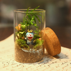 苔藓微景观玻璃瓶 透明直筒玻璃多肉植物花瓶 软木塞直筒密封罐