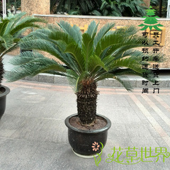 【带盆种好】大型铁树盆栽 室外盆景 四季常绿植物 上海送货上门