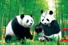 动物画熊猫海报风景画 竹林大熊猫墙画 宝宝超喜欢墙画装饰纸画