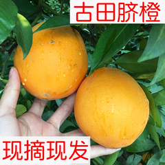 5斤现摘现发新鲜水果古田脐橙甜橙子原生态脐橙不催熟非赣南脐橙