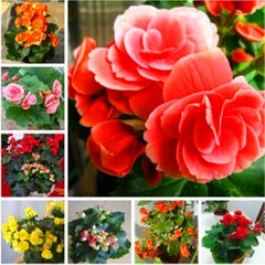 重瓣玫瑰海棠花苗，丽格海棠当年开花 5种花色可选 可带花苞发货