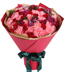 厦门红色粉色康乃馨33枝鲜花生日花束同城速递配送三八妇女节鲜花